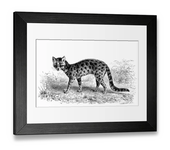 Framed Print : Margay (Leopardus wiedii), also called Peludo