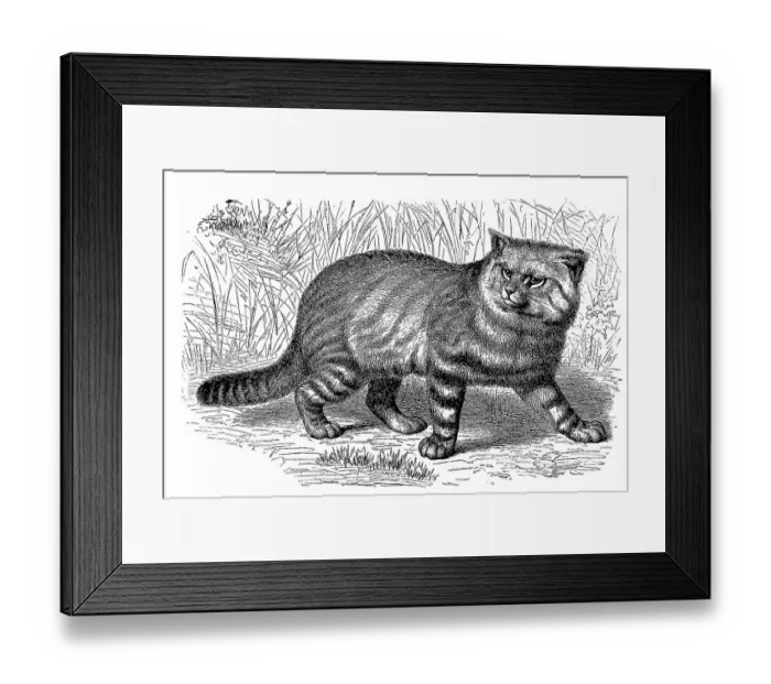 Framed Print : Pampas cat (Leopardus colocolo) Framed Print : Pampas cat (Leopardus colocolo)