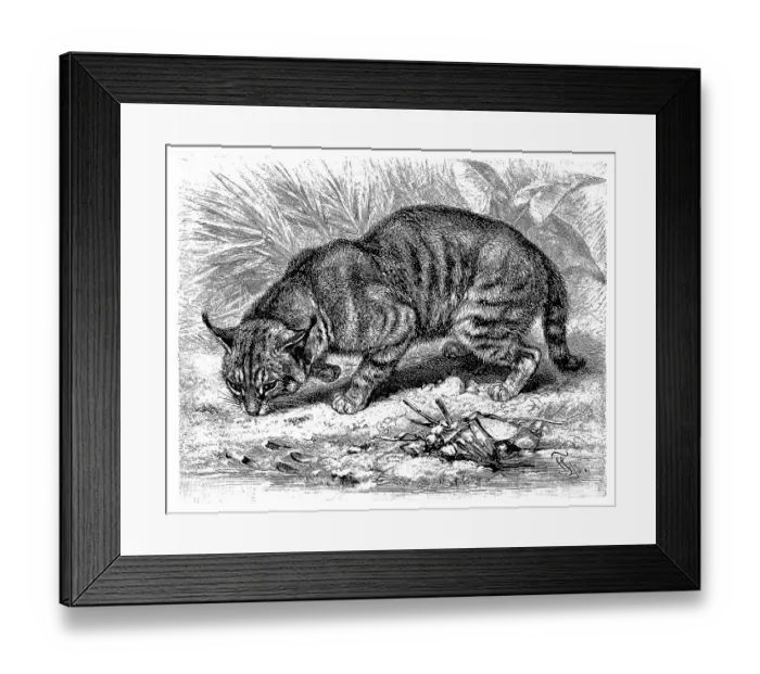 Framed Print : Cane cat, also called swamp fox (Felis chaus) Framed Print : Cane cat, also called swamp fox (Felis chaus)