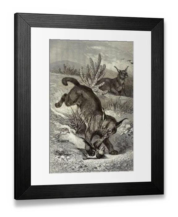 Framed Print : Eurasian Lynx (Lynx lynx) or Northern Lynx