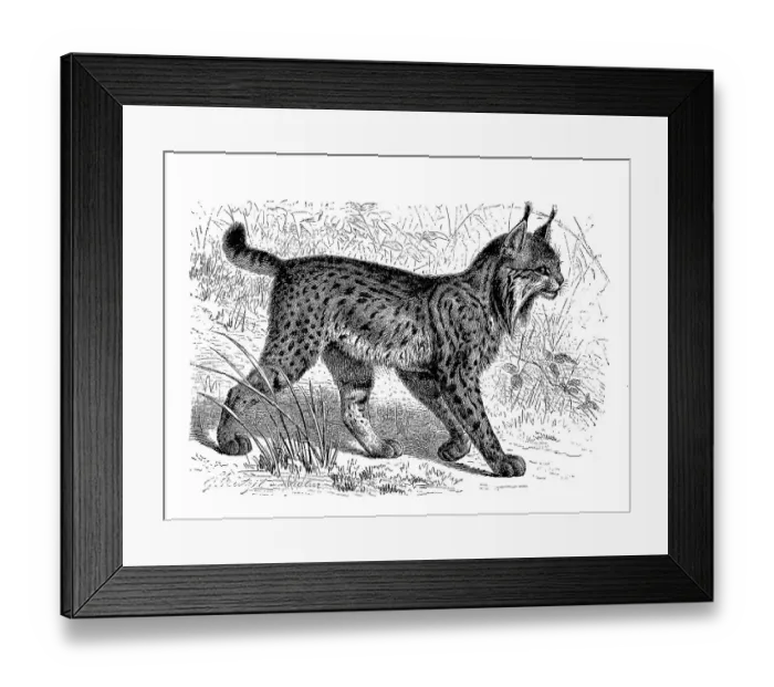 Framed Print : Pardelluchs, also called Iberian Lynx (Lynx pardinus)