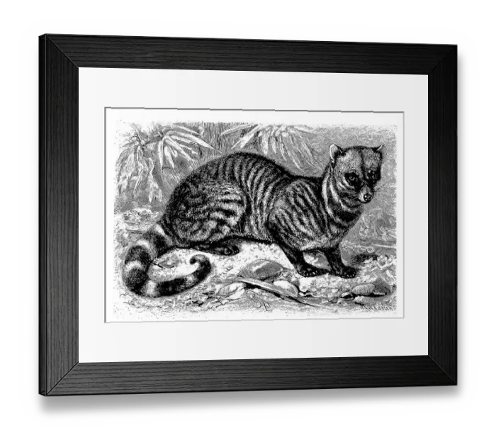 Framed Print : Indian civet cat, also India civet cat Framed Print : Indian civet cat, also India civet cat