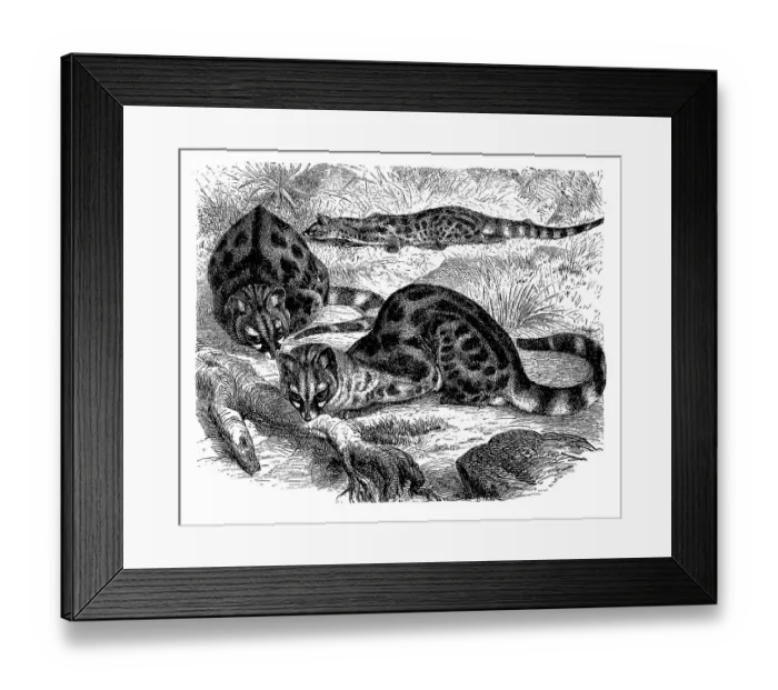 Framed Print : Southern spotted genet (Genetta felina) Framed Print : Southern spotted genet (Genetta felina)