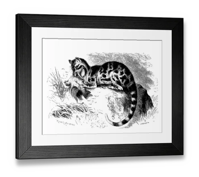 Framed Print : Spotted linsang (Prionodon pardicolor) Framed Print : Spotted linsang (Prionodon pardicolor)