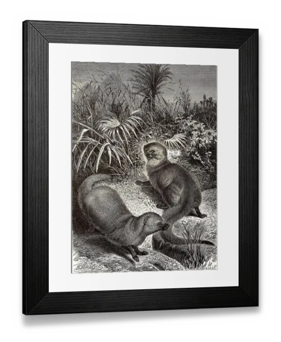 Framed Print : Egyptian mongoose (Herpestes ichneumon)