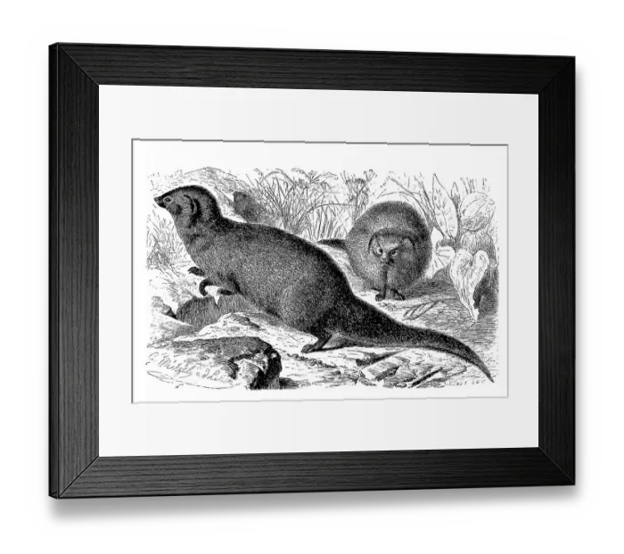 Framed Print : Indian gray mongoose (Herpestes edwardsii)