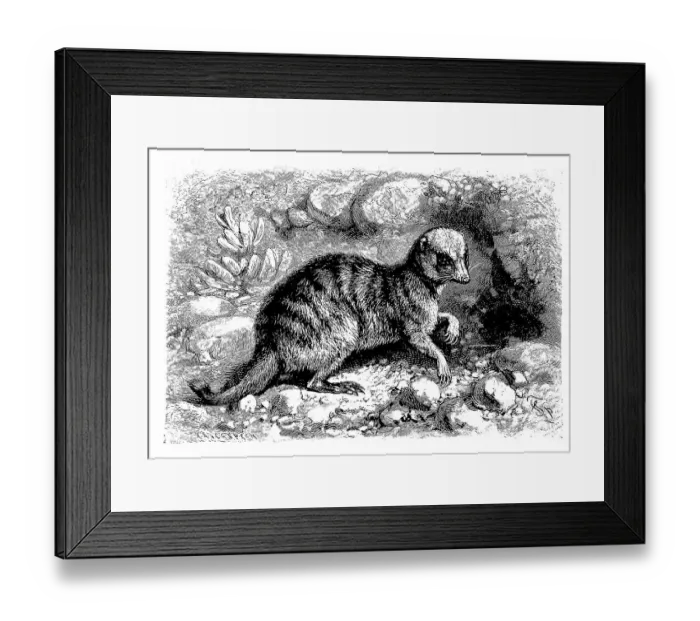 Framed Print : Meerkats (Suricata suricatta), also called suricate or obsoletely Scharrtier