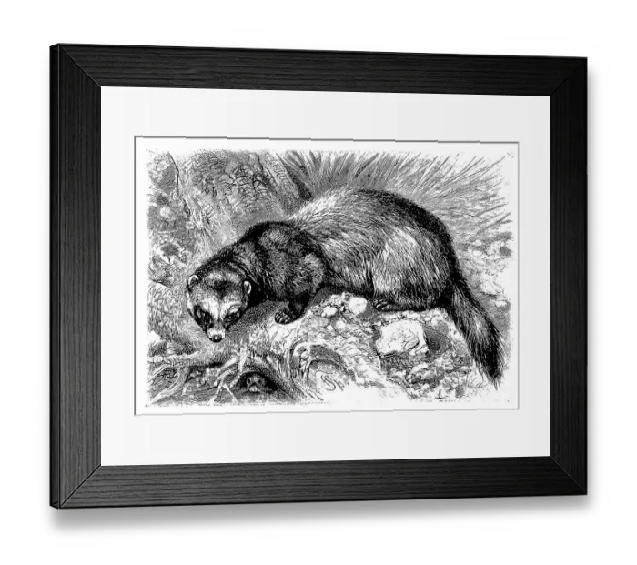 Framed Print : European polecat (Mustela putorius) Framed Print : European polecat (Mustela putorius)