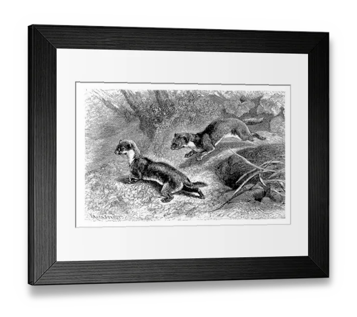 Framed Print : Mouse weasel, also dwarf or small weasel or male least weasel (Mustela nivalis)