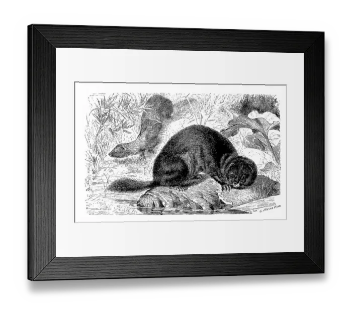 Framed Print : European mink (Mustela lutreola) Framed Print : European mink (Mustela lutreola)