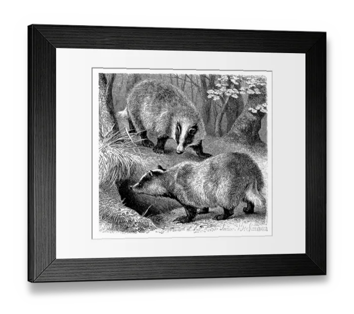 Framed Print : European badger (Meles meles), a predator from the marten family