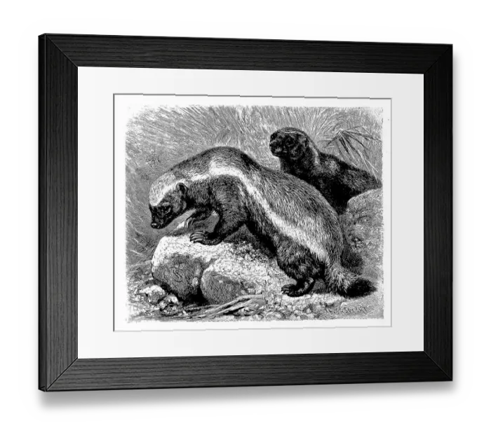 Framed Print : Honey badger, Mellivora capensis) Framed Print : Honey badger, Mellivora capensis)
