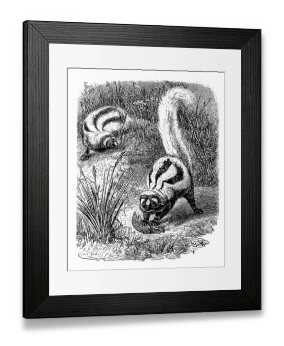 Framed Print : Zorilla or striped polecat (Ictonyx striatus)