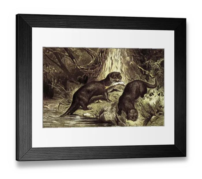 Framed Print : European otter (Lutra lutra), a marten adapted to aquatic life