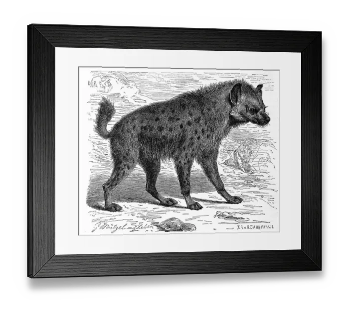 Framed Print : Spotted hyena (Crocuta crocuta) or spotted hyena
