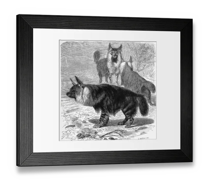Framed Print : Brown hyena (Parahyaena brunnea) or Hyaena brunnea