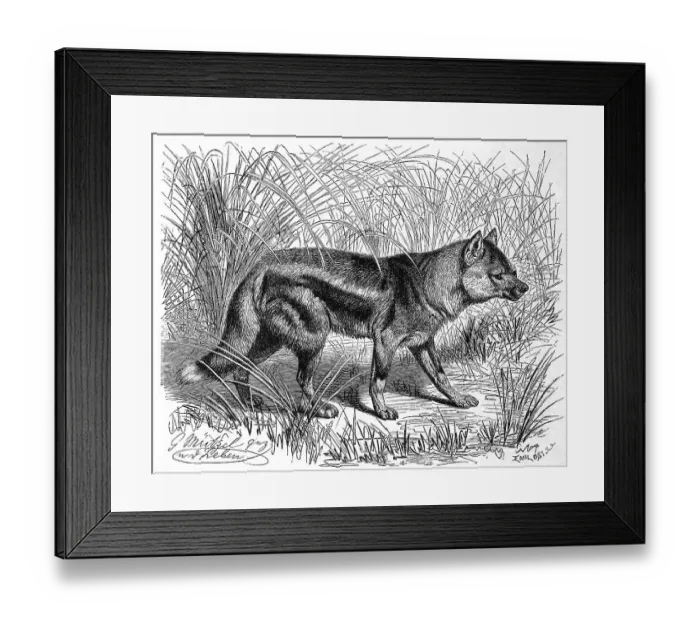 Framed Print : Side-striped jackal (Canis adustus) Framed Print : Side-striped jackal (Canis adustus)