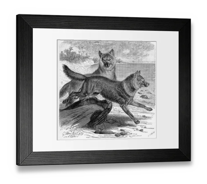 Framed Print : Adjag, Camis rutilans, Asiatic wild dog