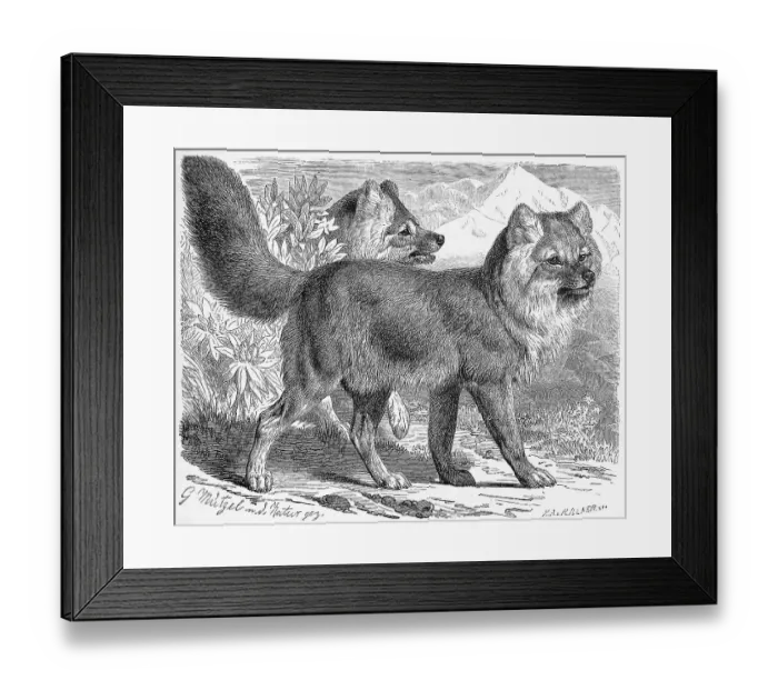 Framed Print : Alpine Wolf, dhole (Cuon alpinus) Framed Print : Alpine Wolf, dhole (Cuon alpinus)