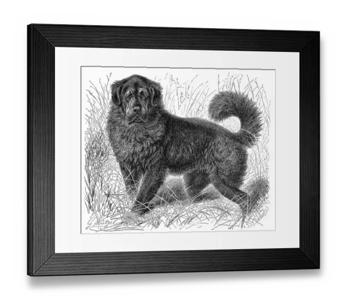 Framed Print : Dog, Do Khyi, also Tibetan Dogue or Tibetan Mastiff