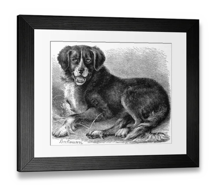 Framed Print : Newfoundland dog (Canis familiaris) extrarius terrae novae