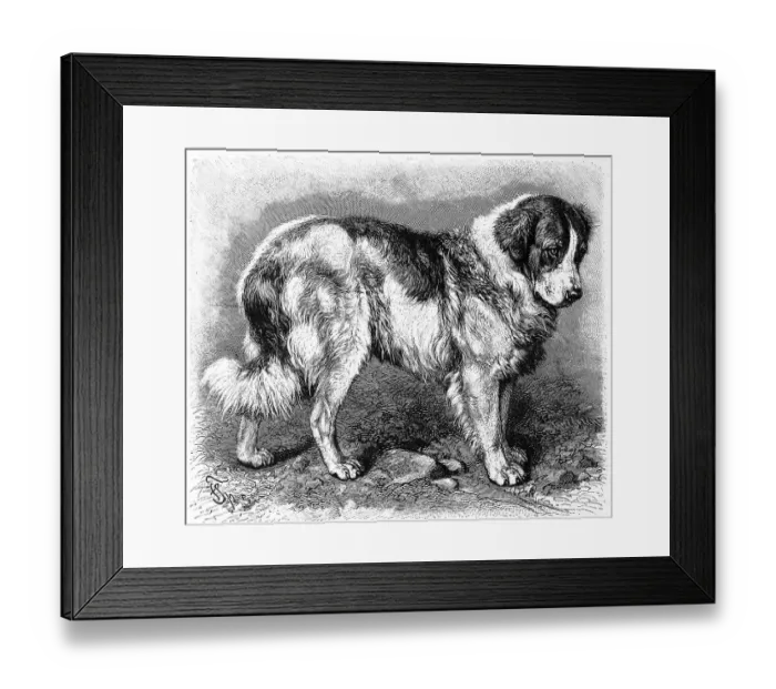 Framed Print : Dog (Canis familiaris), St. Bernard or St