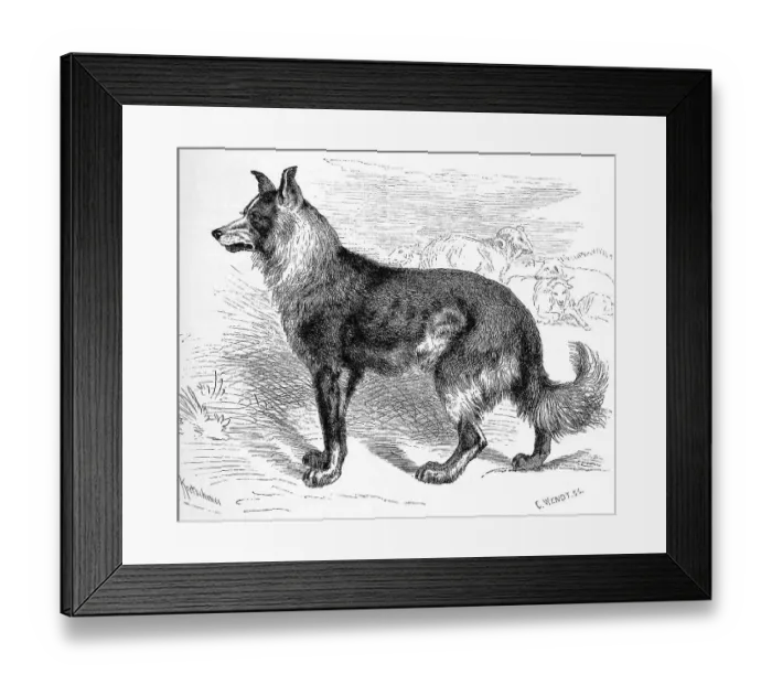 Framed Print : Dog (Canis familiaris), German shepherd domesticus pecuarius