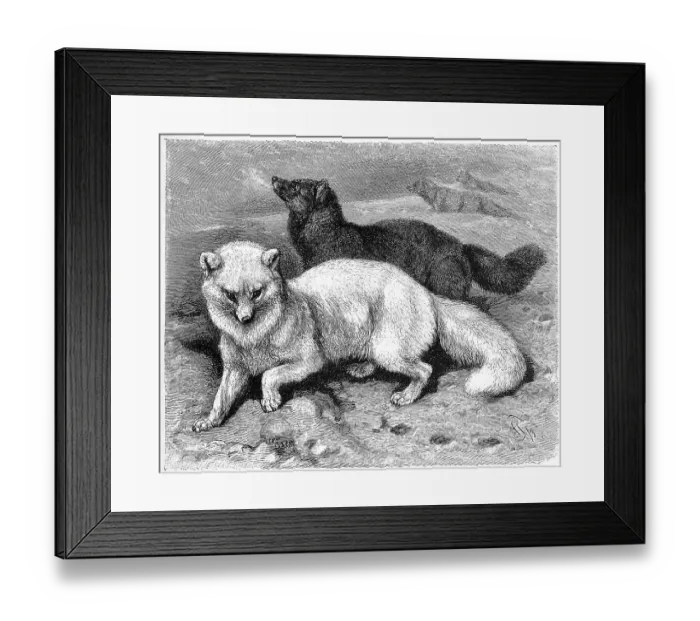 Framed Print : Arctic fox (Vulpes lagopus) (Alopex lagopus)
