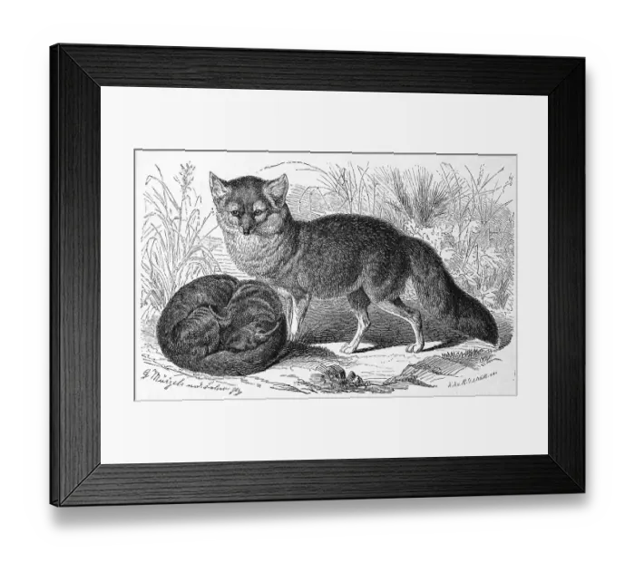 Framed Print : Gray fox (Urocyon cinereoargenteus) is the third important fox species in North America