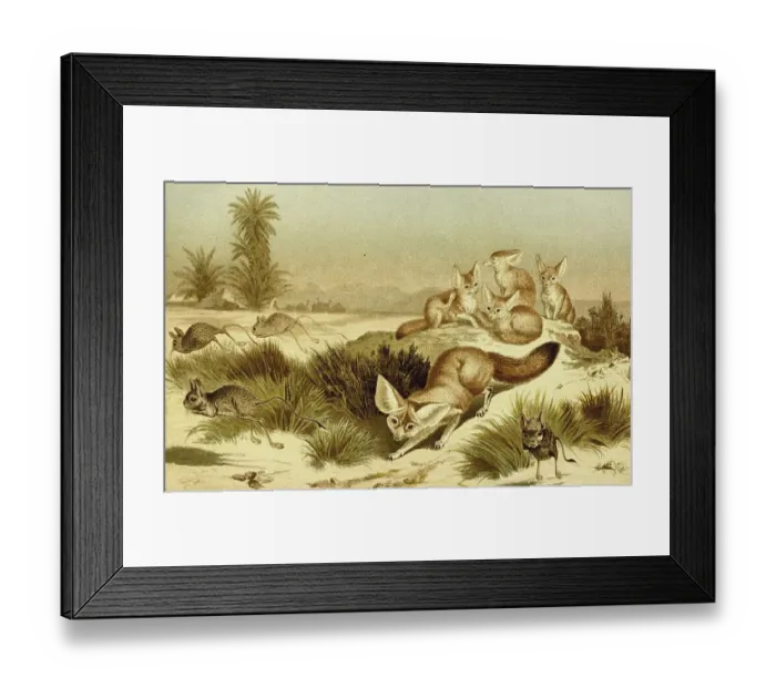 Framed Print : Fennek or fennec fox (Vulpes zerda) is a species of fox from the genus Vulpes Framed Print : Fennek or fennec fox (Vulpes zerda) is a species of fox from the genus Vulpes