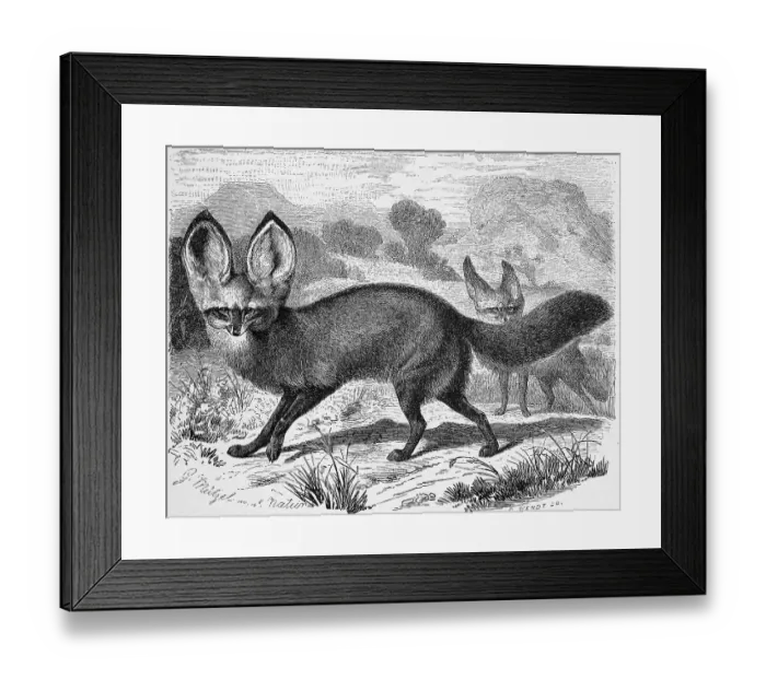 Framed Print : Spoon dog, also called bat-eared fox (Otocyon megalotis) or bat-eared fox