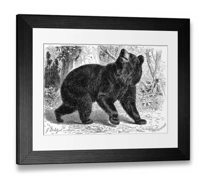Framed Print : American black bear (Ursus americanus) Framed Print : American black bear (Ursus americanus)