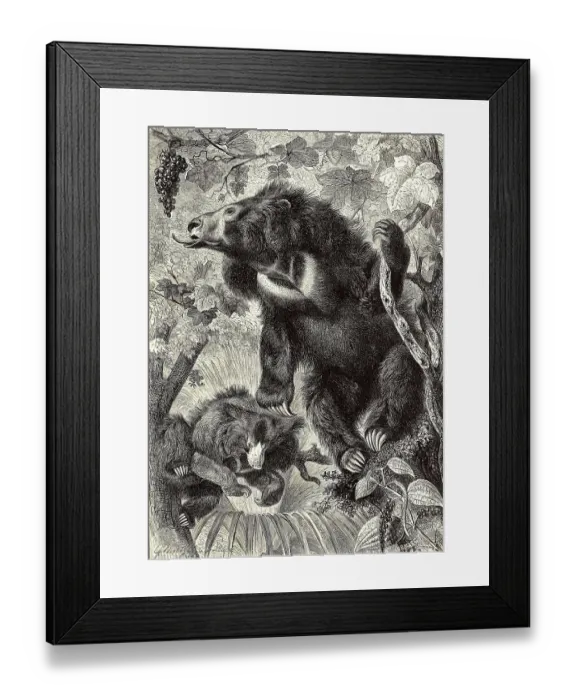 Framed Print : Sloth bear (Melursus ursinus) is a species of carnivore from the bear family
