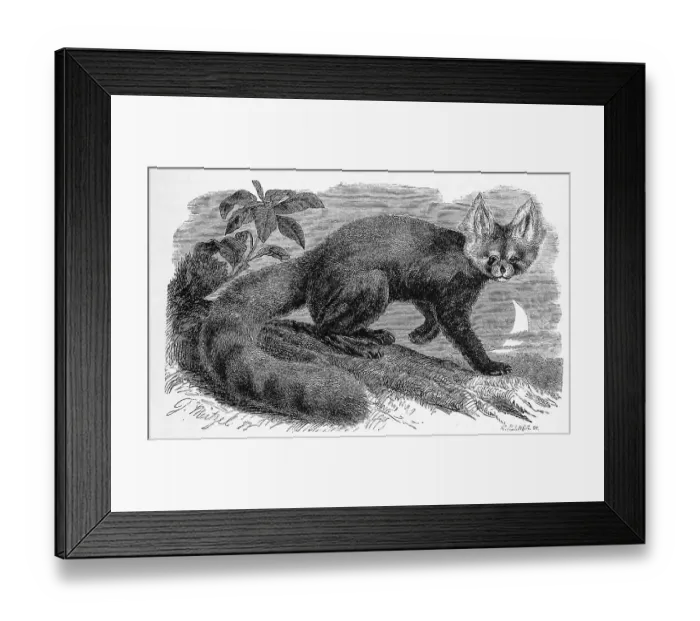 Framed Print : Lesser panda, Ailurus, also called red panda or cat bear Framed Print : Lesser panda, Ailurus, also called red panda or cat bear