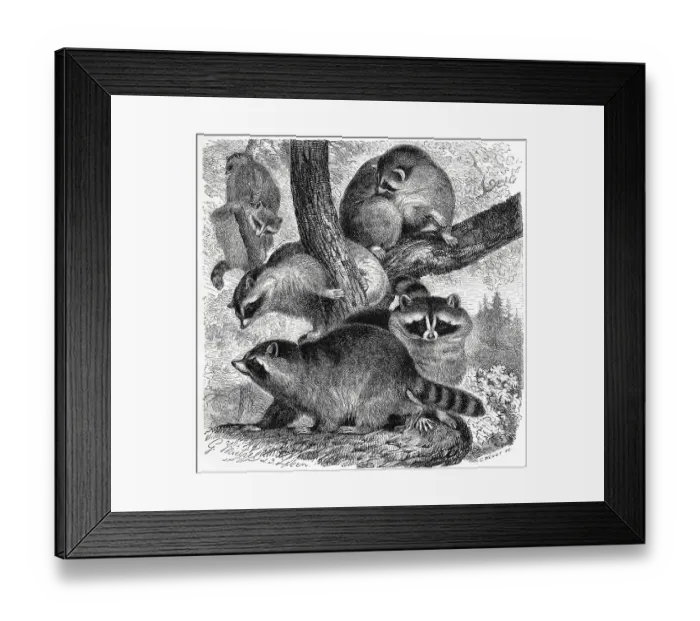 Framed Print : Raccoons, raccoon, North American raccoon