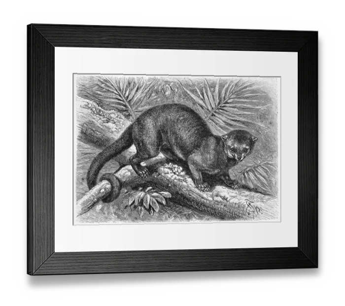 Framed Print : Kinkajou (Potos flavus) (Procyonidae) Framed Print : Kinkajou (Potos flavus) (Procyonidae)