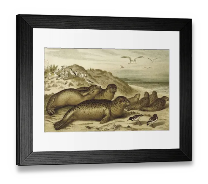 Framed Print : Harbor seal, a seal from the family of harbour seals (Phoca vitulina) Framed Print : Harbor seal, a seal from the family of harbour seals (Phoca vitulina)