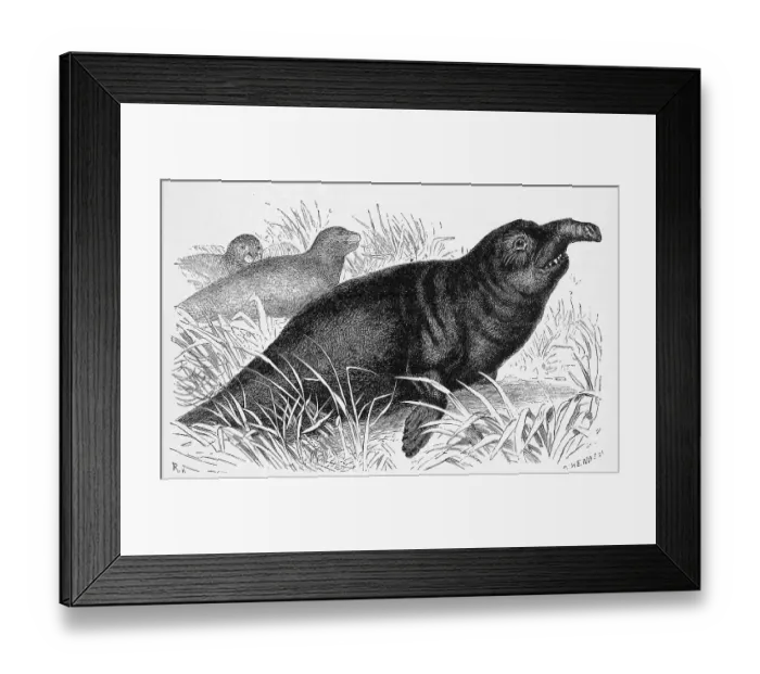 Framed Print : Southern elephant seal (Mirounga leonina)