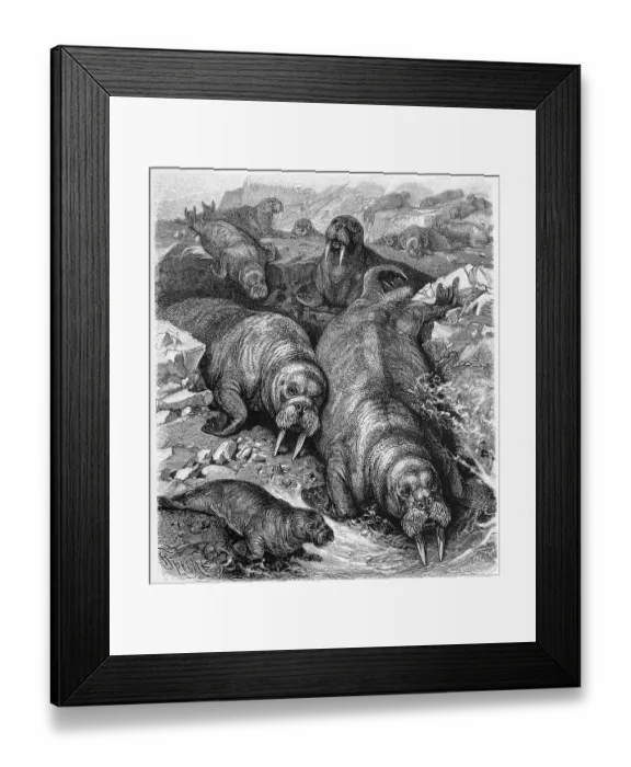 Framed Print : Walrus (Odobenus rosmarus), Trichechus rosmarus or Rosmarus arcticus Framed Print : Walrus (Odobenus rosmarus), Trichechus rosmarus or Rosmarus arcticus