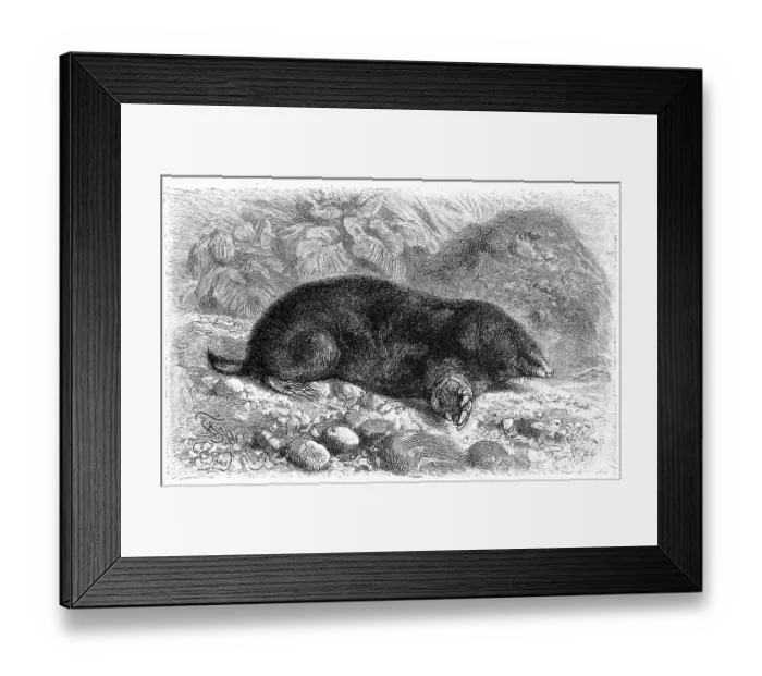 Framed Print : European mole (Talpa europaea)