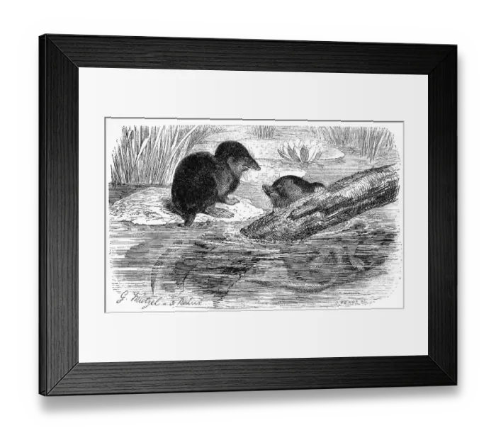 Framed Print : Eurasian water shrew (Neomys fodiens)
