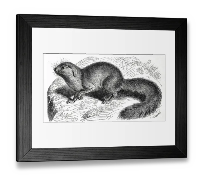 Framed Print : Unstriped ground squirrel (Xerus rutilus)