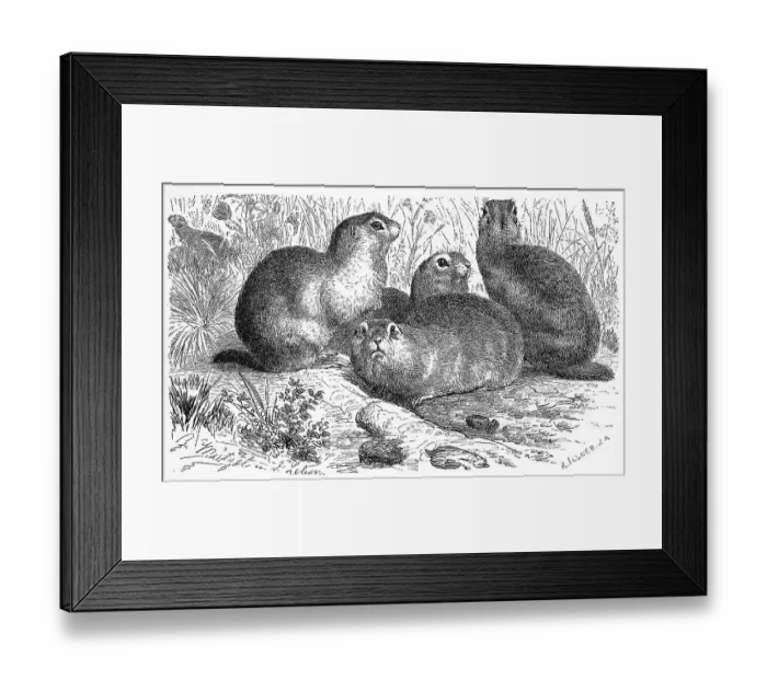Framed Print : European ground squirrels (Spermophilus citellus) Framed Print : European ground squirrels (Spermophilus citellus)