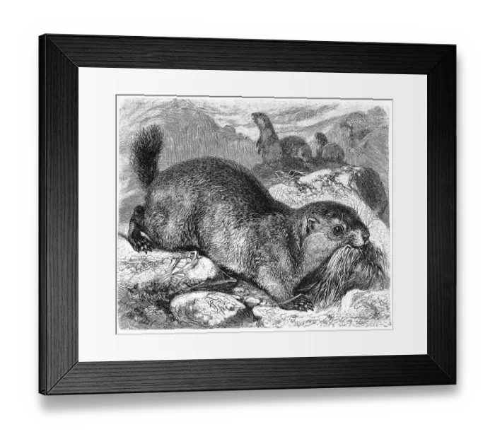 Framed Print : Alpine marmot (Marmota marmota) Framed Print : Alpine marmot (Marmota marmota)