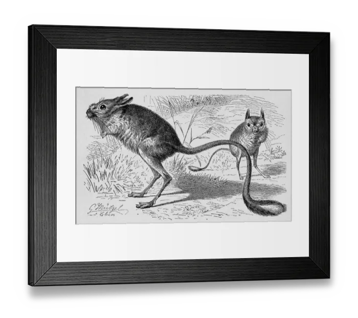 Framed Print : Great jerboa (Allactaga major) Framed Print : Great jerboa (Allactaga major)