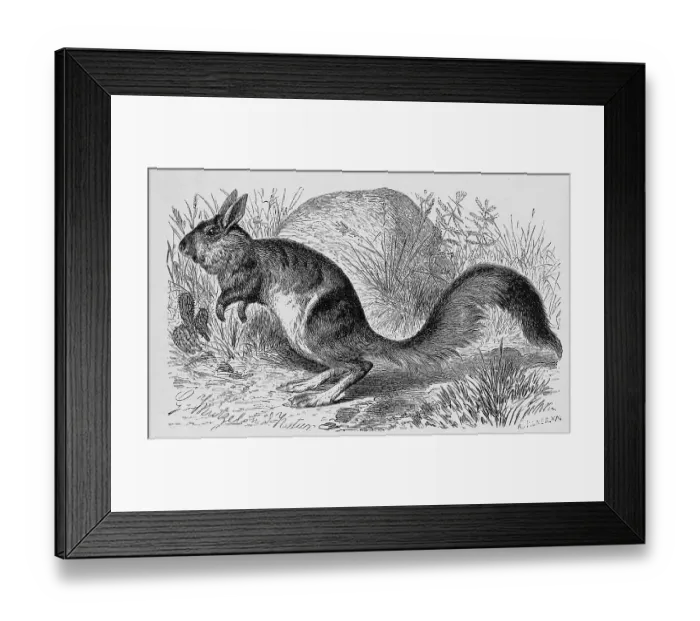 Framed Print : South african springhare (Pedetes capensis) is a rodent of South and East African semi-deserts and dry savannahs