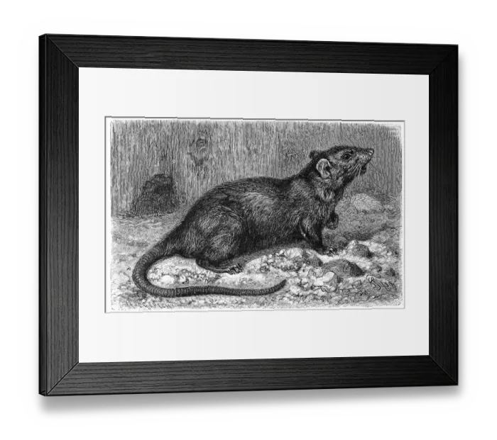 Framed Print : House rat (Rattus) rattus, also known as roof rat or ship rat Framed Print : House rat (Rattus) rattus, also known as roof rat or ship rat