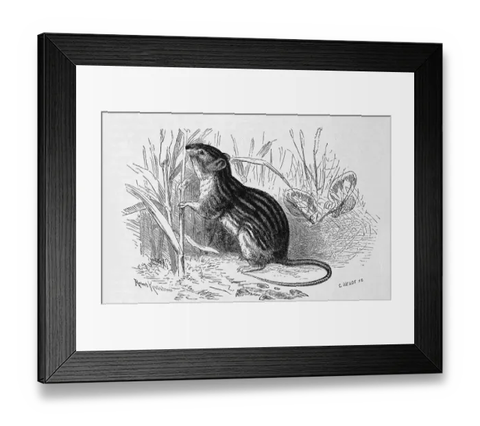 Framed Print : Southern birch mouse (Sicista subtilis) Framed Print : Southern birch mouse (Sicista subtilis)