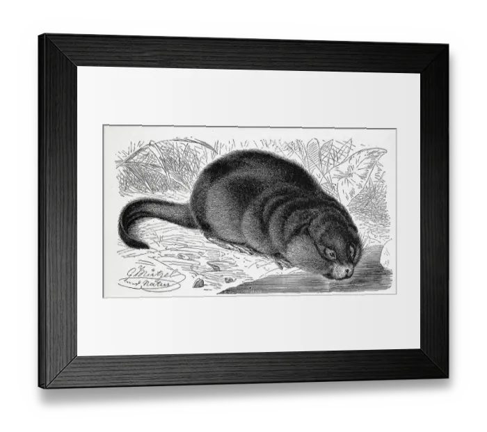 Framed Print : Muskrat (Ondatra zibethicus) or the muskrat is a species of rodent originally native exclusively to North America Framed Print : Muskrat (Ondatra zibethicus) or the muskrat is a species of rodent originally native exclusively to North America