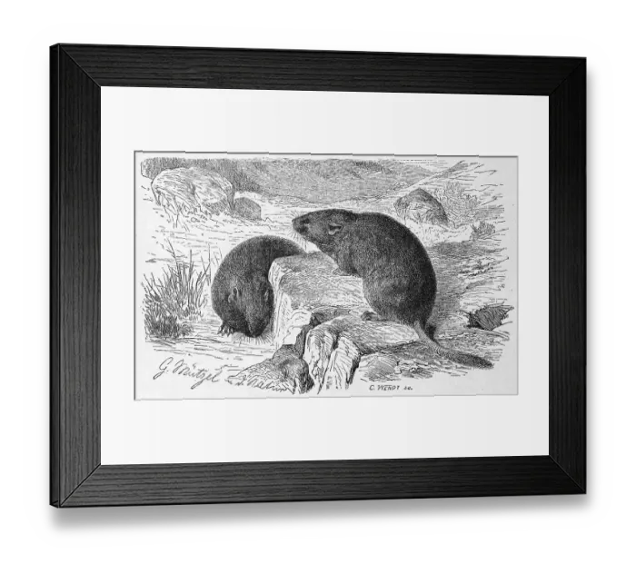 Framed Print : European snow vole (Chionomys nivalis)